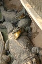 Frightening crocodiles at farm in Thailand