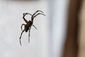 Frightening brown spider is macro, soft focus