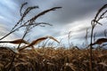 Frightening corn field in gloomy weather