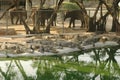 Frightening crocodiles at farm in Thailand