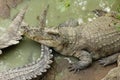 Frightening crocodiles at farm in Thailand