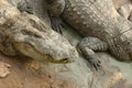 Frightening crocodiles at farm in Thailand