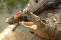 Frightening crocodiles at farm in Thailand