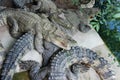 Frightening crocodiles at farm in Thailand