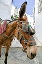 FRIGILIANA ESPAGNE Royalty Free Stock Photo