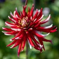 Frigoulet Dahlia, Friquolet Dahlia, Semi-Cactus Dahlia blooming in red and white