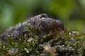 FrigÃÂ¡nea, Caddisfly larvae under the water in the built home. Trichoptera. Caddisfly.