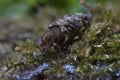 FrigÃÂ¡nea, Caddisfly larvae in the built home. Trichoptera. Caddisfly.River habitat