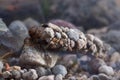 FrigÃÂ¡nea, Caddisfly larvae r in the built home. Trichoptera. Caddisfly.River habitat