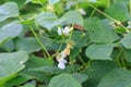 Frijol or blac bean plant Royalty Free Stock Photo