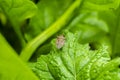 Stink Bug On Radish Leaf