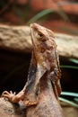 Frill neck lizard close up