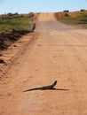 Frill Neck Lizard on Road