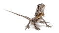 Frill-necked lizard Royalty Free Stock Photo