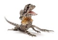 Frill-necked lizard