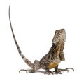 Frill-necked lizard Royalty Free Stock Photo