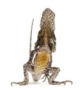 Frill-necked lizard Royalty Free Stock Photo