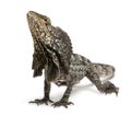 Frill-necked lizard Royalty Free Stock Photo