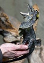 Frill-necked lizard 3