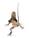 Frill-necked lizard, also known as the frilled Royalty Free Stock Photo