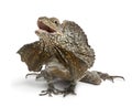 Frill-necked lizard, also known as the frilled Royalty Free Stock Photo