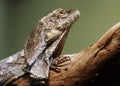 Frill-necked lizard from Australia Royalty Free Stock Photo