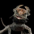 Frill-necked lizard on Black background