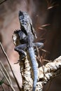 A frill necked lizard on a branch Royalty Free Stock Photo