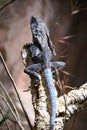 A frill necked lizard on a branch Royalty Free Stock Photo