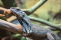 Frill necked lizard camouflaging on the branch