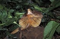 FRILL NECKED LIZARD chlamydosaurus kingii, ADULT WITH FRILL RAISED AND MOUTH OPEN IN DEFENSIVE POSTURE, AUSTRALIA Royalty Free Stock Photo