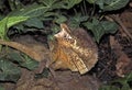 FRILL NECKED LIZARD chlamydosaurus kingii, ADULT WITH FRILL RAISED AND OPEN MOUTH IN DEFENSIVE POSTURE, AUSTRALIA Royalty Free Stock Photo