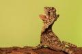 The frilled dragon baby is showing aggressive behavior.