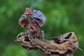 A frilled dragon Chlamydosaurus kingii is developing an umbrella-shaped neck. Royalty Free Stock Photo