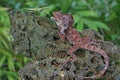 A frilled dragon Chlamydosaurus kingii is ready to prey on praying mantis that he finds on a rock. Royalty Free Stock Photo