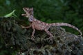 A frilled dragon Chlamydosaurus kingii is ready to prey on praying mantis that he finds on a rock. Royalty Free Stock Photo