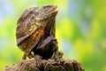 A frilled dragon is expanding its neck to scare off intruders. Royalty Free Stock Photo