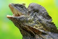 A frilled dragon is expanding its neck to scare off intruders. Royalty Free Stock Photo