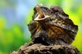 A frilled dragon is expanding its neck to scare off intruders. Royalty Free Stock Photo