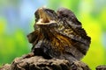 A frilled dragon is expanding its neck to scare off intruders.