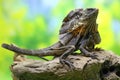 A frilled dragon is expanding its neck to scare off intruders.