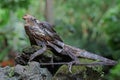 A frilled dragon is expanding its neck to scare off intruders. Royalty Free Stock Photo