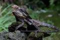 A frilled dragon is expanding its neck to scare off intruders. Royalty Free Stock Photo