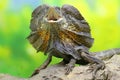 A frilled dragon is expanding its neck to scare off intruders. Royalty Free Stock Photo