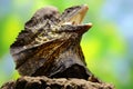 A frilled dragon is expanding its neck to scare off intruders. Royalty Free Stock Photo