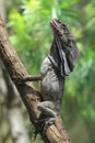 Frilled lizard Royalty Free Stock Photo