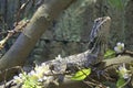 Frilled Lizard Royalty Free Stock Photo