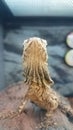 Frilled lizard in cage