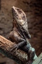 Frilled Lizard (Chlamydosaurus kingii) Clamidosaurio on tree branch Royalty Free Stock Photo