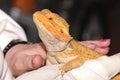 Frilled lizard on hand